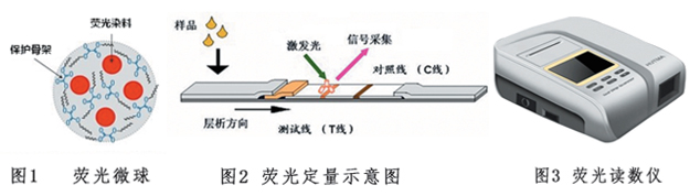 黃曲霉毒素M1熒光定量檢測(cè)試紙條