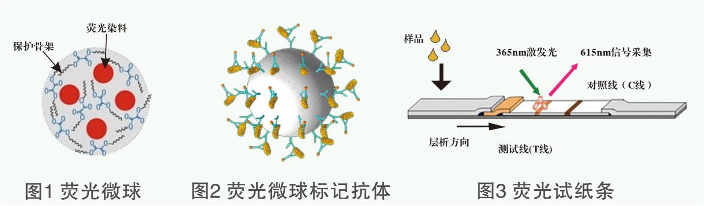 黃曲霉毒素熒光定量檢測試紙條原理圖