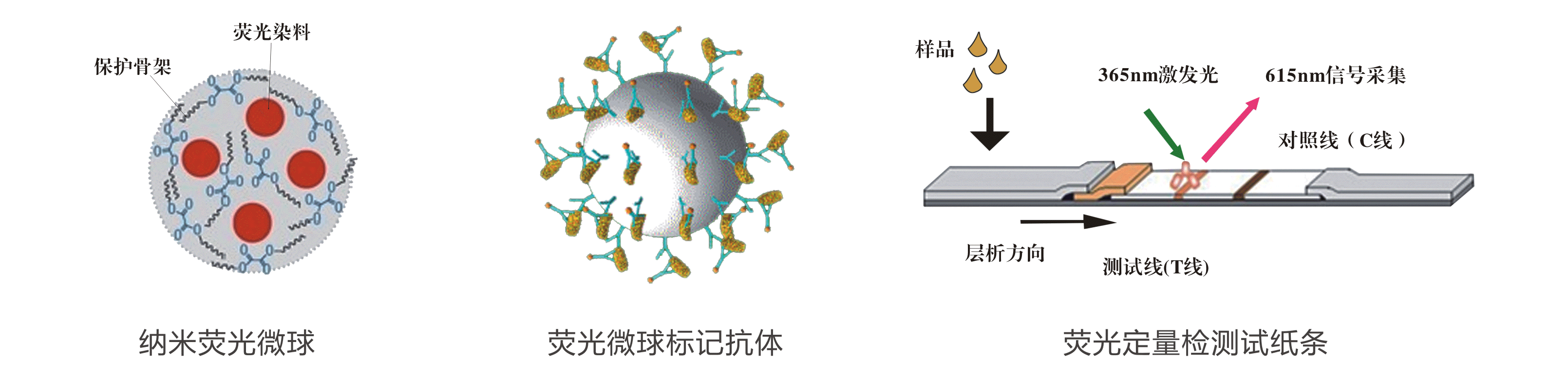 熒光定量FPOCT技術(shù)平臺檢測原理