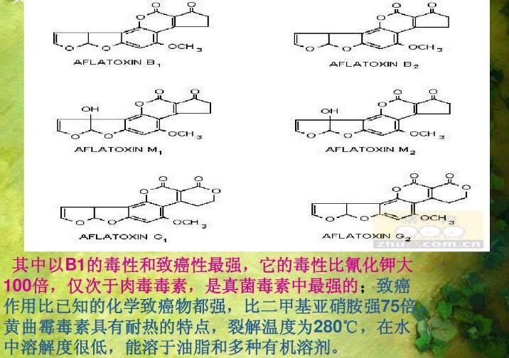  四、黃曲霉毒素的性質(zhì)